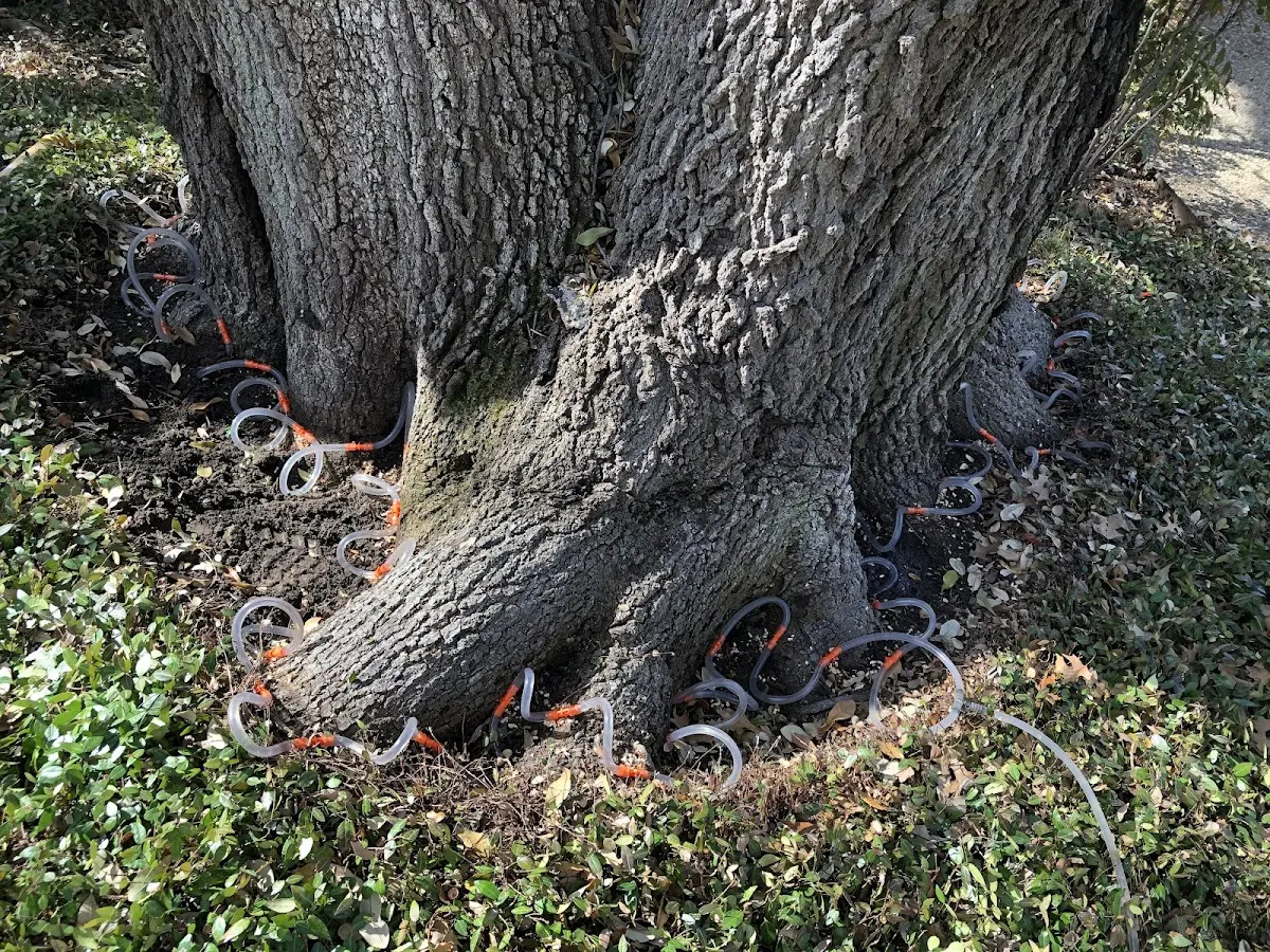 Detailed Tree Cabling and Bracing job site in Irvona