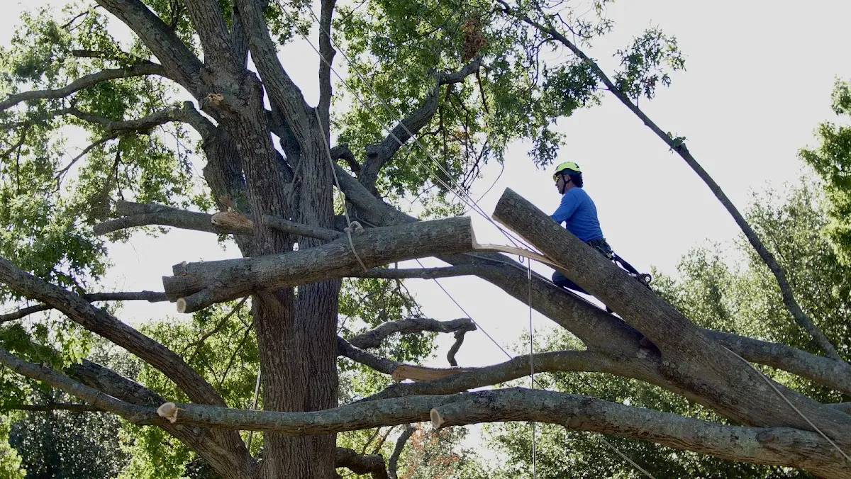 Professional Crown Thinning performed by certified arborists in Irvona