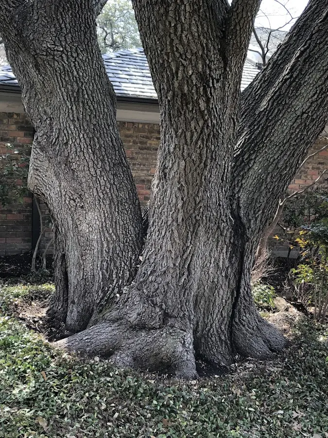 Mature heritage tree close to a Irvona property cared for by certified arborists